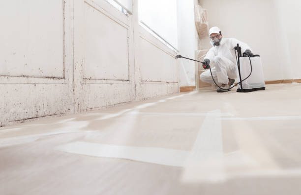 Black mold remediation team in Sanford